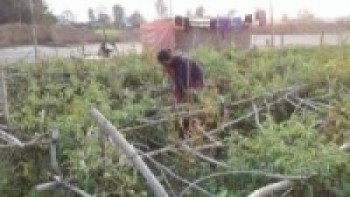लगातारको हावाहुरीबाट निरास छन् फलफूल र तरकारी किसान