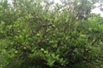 गलकोटमा फस्टाउँदै व्यावसायिक कागतीखेती    