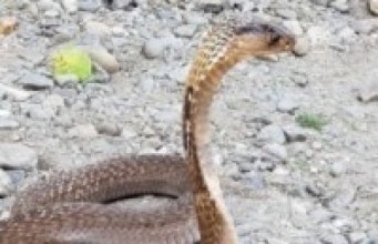 सिन्धुलीमा सर्पले डसेर दुई बालकको मृत्यु