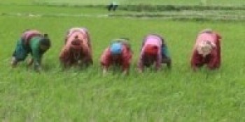 यान्त्रीकरणको प्रयोगसँगै धान उत्पादनमा वृद्धि 