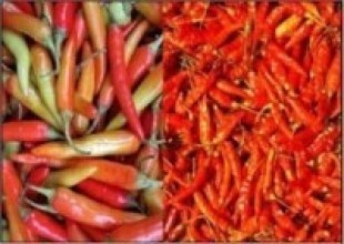 युरोप, अमेरिका पुग्छ सिगानाको अकबरे खुर्सानी