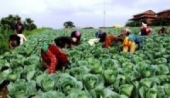 तरकारीखेतीबाट आत्मनिर्भर हँुदै धम्कापुरका थारु महिला   