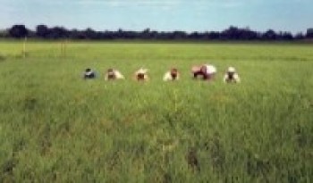 चैतेधानले पायो दोब्बर मूल्य, किसान उत्साहित