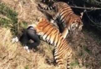 बाघको आक्रमणबाट बेपत्ता भएका वृद्धको शव भेटियो