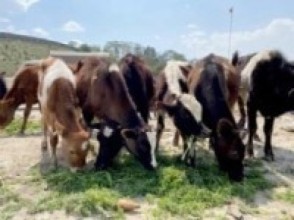 गण्डकीमा पशुलाई पूर्णखोप अभियान