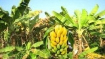 केरा किसानले अझै पाएनन् बीमाबापतको रकम