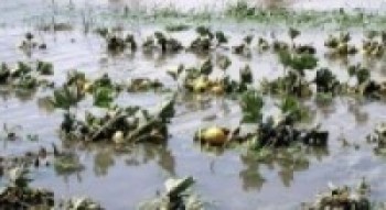 लगातारको वर्षाले तरकारी किसान आजित    