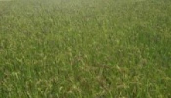    म्याग्दीमा धानबालीमा गभारोको प्रकोप        