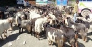 मुस्ताङबाट तेइस करोडको च्याङ्ग्रा निकासी