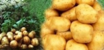 आलुको उत्पादन घट्ने    
