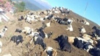  हुम्लामा ऊन उत्पादन गर्न किसानलाई भेडा वितरण    