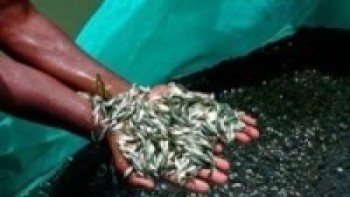 ३५ हजार माछाका भुरा वितरण    