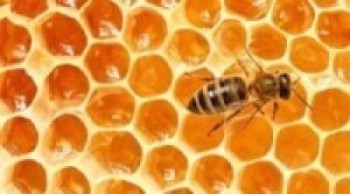 रुकुम पश्चिममा दुई करोड ५० लाखको मह उत्पादन