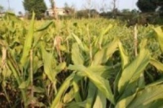 उदयपुरको सिद्धिपुरबाट दुई करोड मूल्य बराबरको बेसार  बिक्री