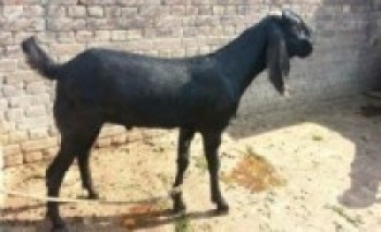 आयआर्जन वृद्धि गर्न अतिविपन्नलाई बाख्रा अनुदान