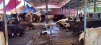  विदेशबाट फर्केर गाईपालनबाट आम्दानी गर्दै    