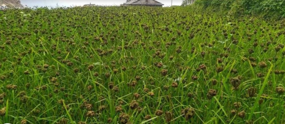 ‘कोदो गरिबको खाना’ भनेर हेप्ने दिन गए :  बिष्कुटको माग उच्च, पाउरोटी बनाउने तयारी