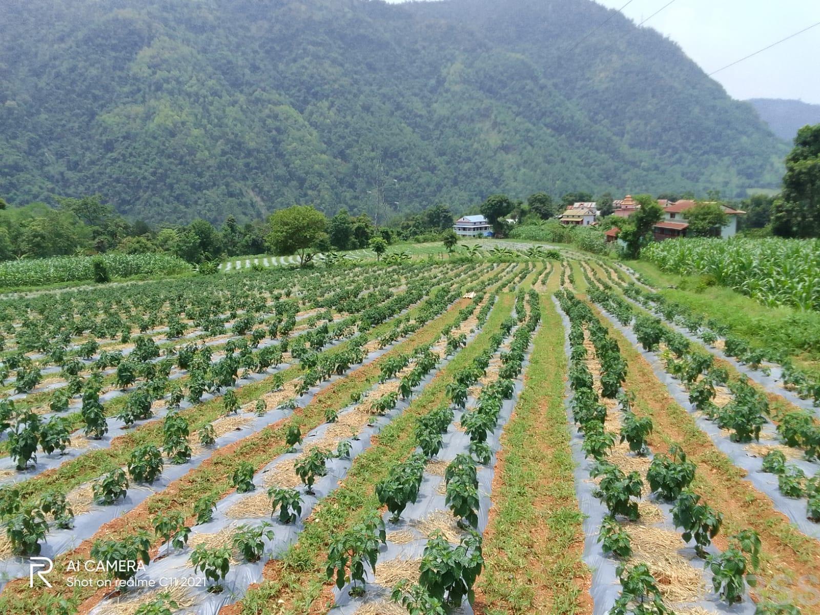 विदेशबाट फर्केर ३० रोपनीमा व्यावसायिक अकबरेखेती