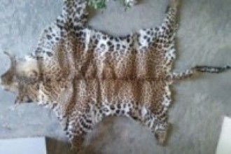 चितुवाको छाला र हड्डीसहित तीन पक्राउ   