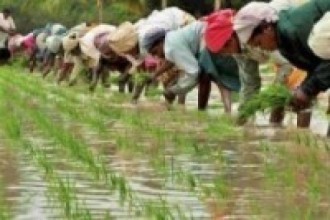 वाग्मतीमा ८१ हजार हेक्टरमा रोपाइँ   