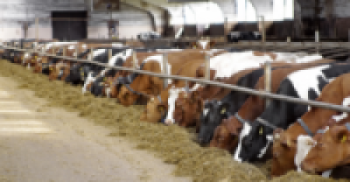 गाई संरक्षण महायज्ञबाट नौ लाख ६७ हजार सङ्कलन