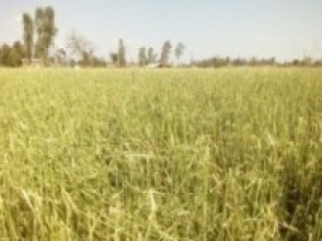 आइतबारको असिना पानीले गहुँबाली नष्ट