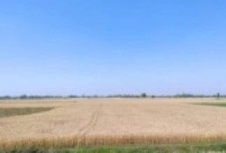 किसानलाई गहुँ भित्र्याउने चिन्ता