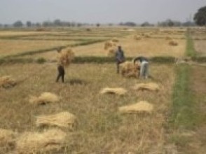 किसान लाई कोरोना भन्दा गहुको चटारो