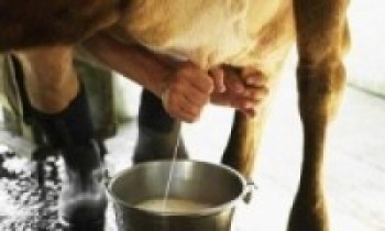 कपिलवस्तुमा दुग्ध उत्पादनः खेतमा फाल्दै, छिमेकीलाई बाँड्दै
