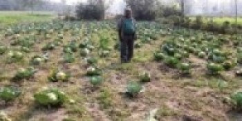 सुनसरी सदरमुकाम इनरुवाबारीमा कुहिँदै तरकारी