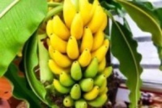 बजार नपाए पछि बोटमै पाक्न थाले केरा