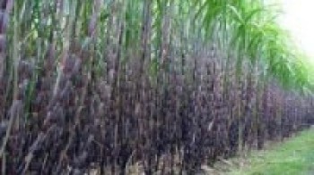 लकडाउनले उखु किसान मारमा