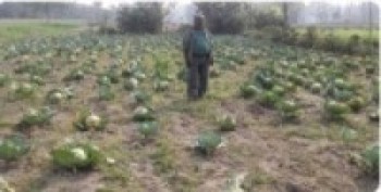 भोजपुरमा बारीमै कुहिन थाल्यो तरकारी