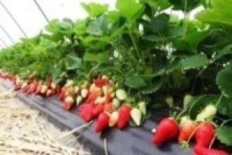स्ट्रबेरी खेतीमा लकडाउन र असिनाको ‘आघात