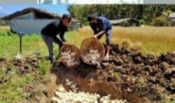 हेटौँडामा बर्डफ्लू भेटियो, तीन हजार ४५३ कुखुरा नष्ट