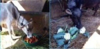 बिक्री भएन तरकारीः गाईभैसीलाई खुवाउँदै किसान