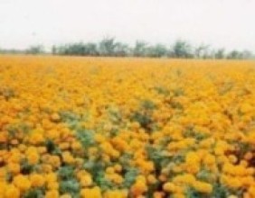 बोटमै ओइलायो सयपत्री