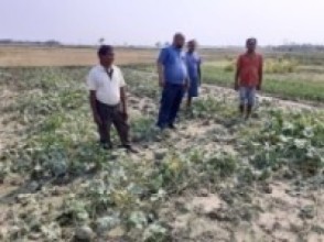 असिनापानीले नष्ट गरेको तरकारी खेती