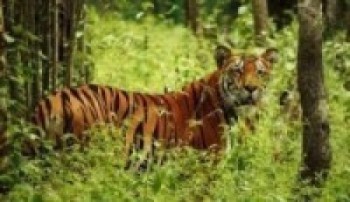 महाभारत क्षेत्रमा पाटेबाघ देखिएपछि क्यामेरा ट्रयापिङ