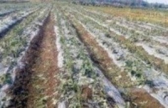 असिनापानीले दुई सय बिघाको तरकारी नष्ट