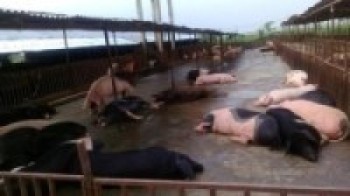 मोरङमा भेटियो ‘अफ्रिकन स्वाइन फिभर’को लक्षण