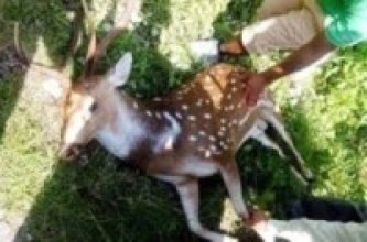 वन्यजन्तुको चोरी सिकार बढ्दो