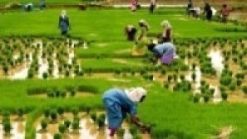 पानी अभावले वागमती प्रदेशमा ४३ प्रतिशतमात्र रोपाइँ 