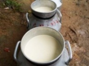 लकडाउनको असर: मकवानपुरमा ५० प्रतिशत घट्यो दूध खपत