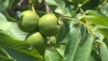 टर्कीबाट व्यावसायिक ओखर खेती गर्न नयाँ जातका बिरुवा ल्याइयो