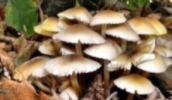 जङ्गली च्याउ खाँदा एकको मृत्यु    