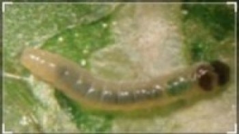 पर्वतमा टुट्टा किराको प्रकोपले तरकारीमा ठूलो नोक्सानी