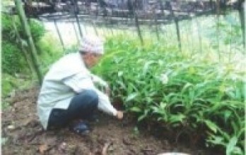 अलैँचीमा नयाँ कीराको प्रकोप, पूरै बगान सुक्दै