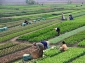 कृषकलाई अनुदानमा कृषि एम्बुलेन्स सहयोग