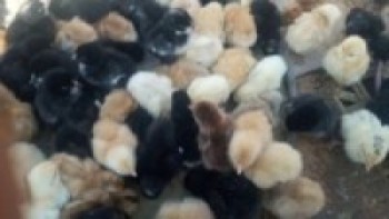 विदेशबाट फर्केका युवा कुखुरापालनमा